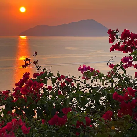 Villa Sunset Flower