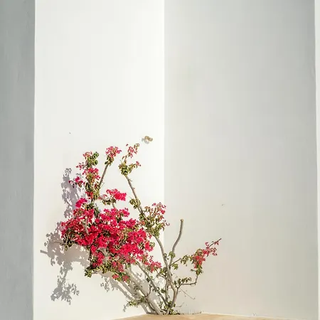 Villa Sunset Flower *